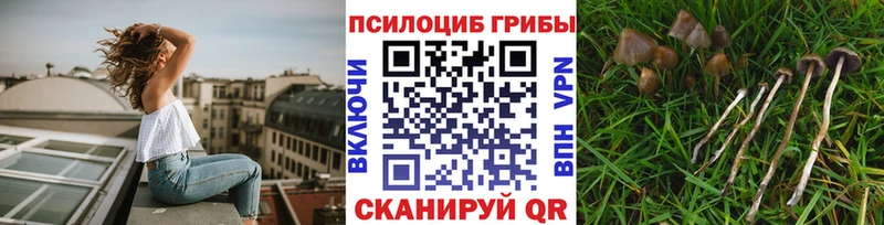 Галлюциногенные грибы Psilocybe  Среднеколымск 